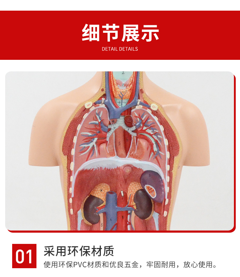 人体模型介绍器官图片