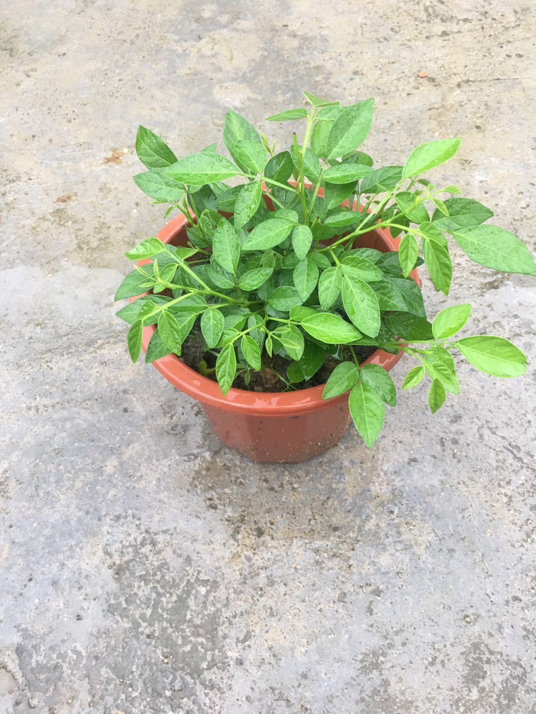 涞思芊*阳台庭院盆栽抹草苗仙草苗潮汕红花仙草喜事绿植家居吉祥植物