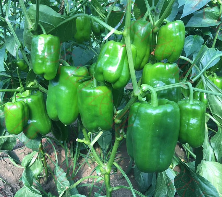 伯爵太空椒种子巨型超大辣椒种籽高产甜椒蔬菜种孑籽菜椒青椒农家伯爵