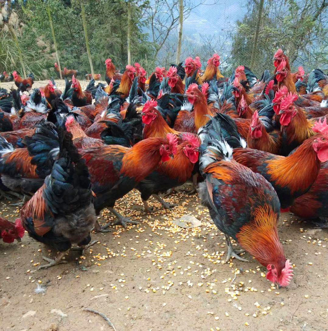 2年老公鸡新鲜宰杀大公鸡土公鸡肉大公鸡笨公鸡老公鸡纯粮喂养两年大