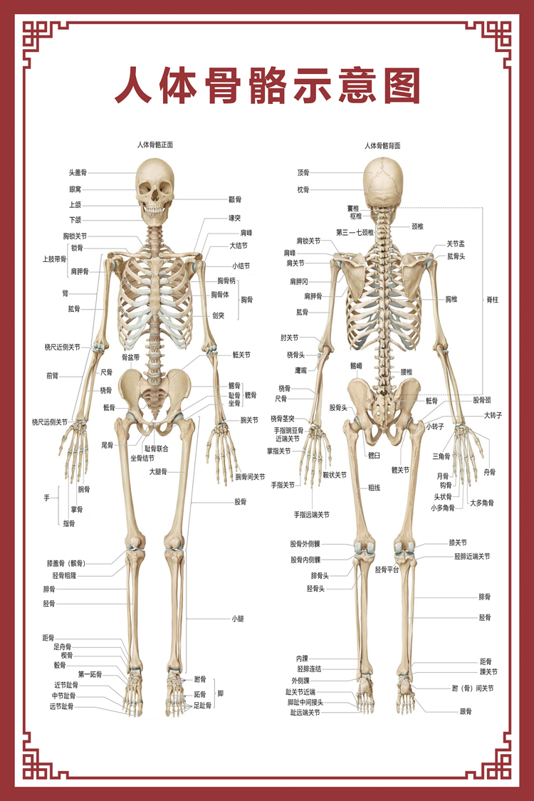 人体骨骼挂图人体骨骼图大挂图器官示意图内脏结构图穴位图人体肌肉