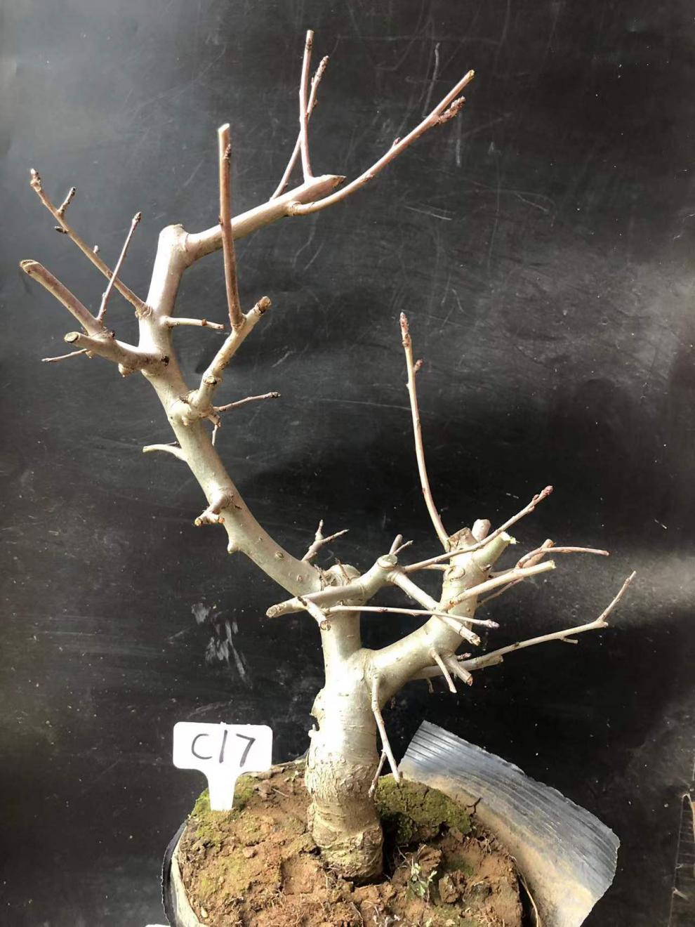 垂丝海棠植物室内好养植物老桩花卉树苗盆栽海棠盆景花卉盆栽红色 8年