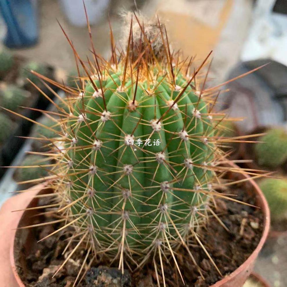 飞碟毛花柱 杂交彩草仙人球仙人柱 红星毛花柱随机品种毛花柱植物 杏