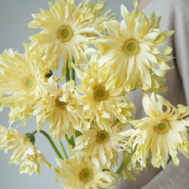 进口荷兰卷边弗朗鲜花直批上海直发水养插花jd快递花束妇女节礼物 乳