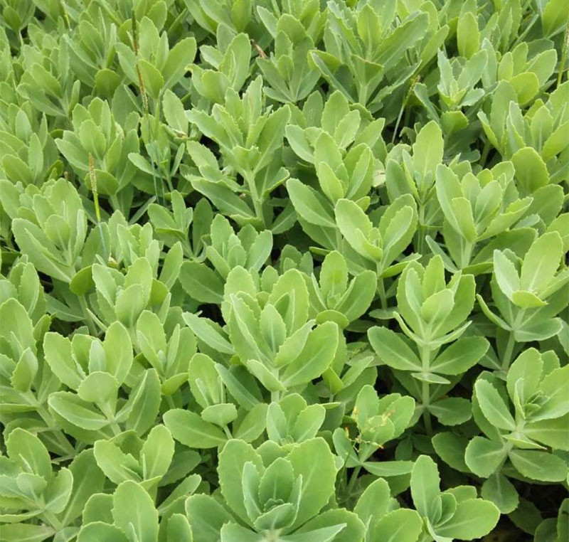 八宝景天盆栽蝎子草三七植物15棵