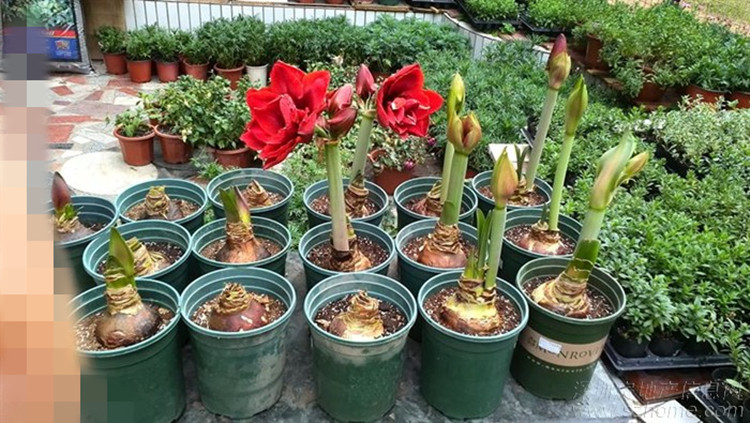 荷兰进口 朱顶红大种球 盆栽 重瓣朱顶红 对子莲 孤挺花根 阳台 爱神