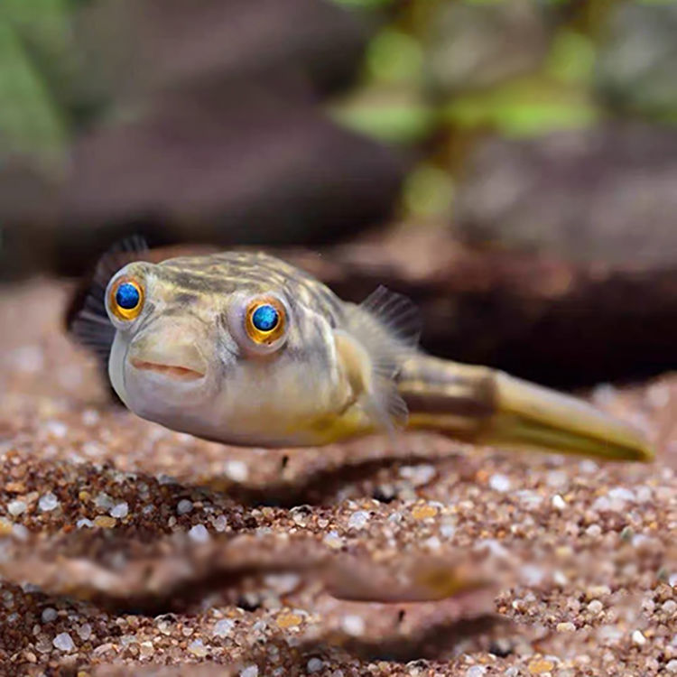 榮鬱河豚魚活體斑馬狗頭魚v字毛毛狗頭魚生氣魚潛水艇熱帶淡水觀賞魚