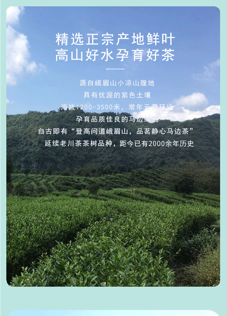 马边绿茶125g*1盒【图片 价格 品牌 报价】-京东