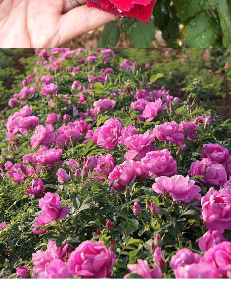 轻奢墨红云南玫瑰花苗庭院四季开花不断易活好养盆栽浓香型红玫瑰抖音