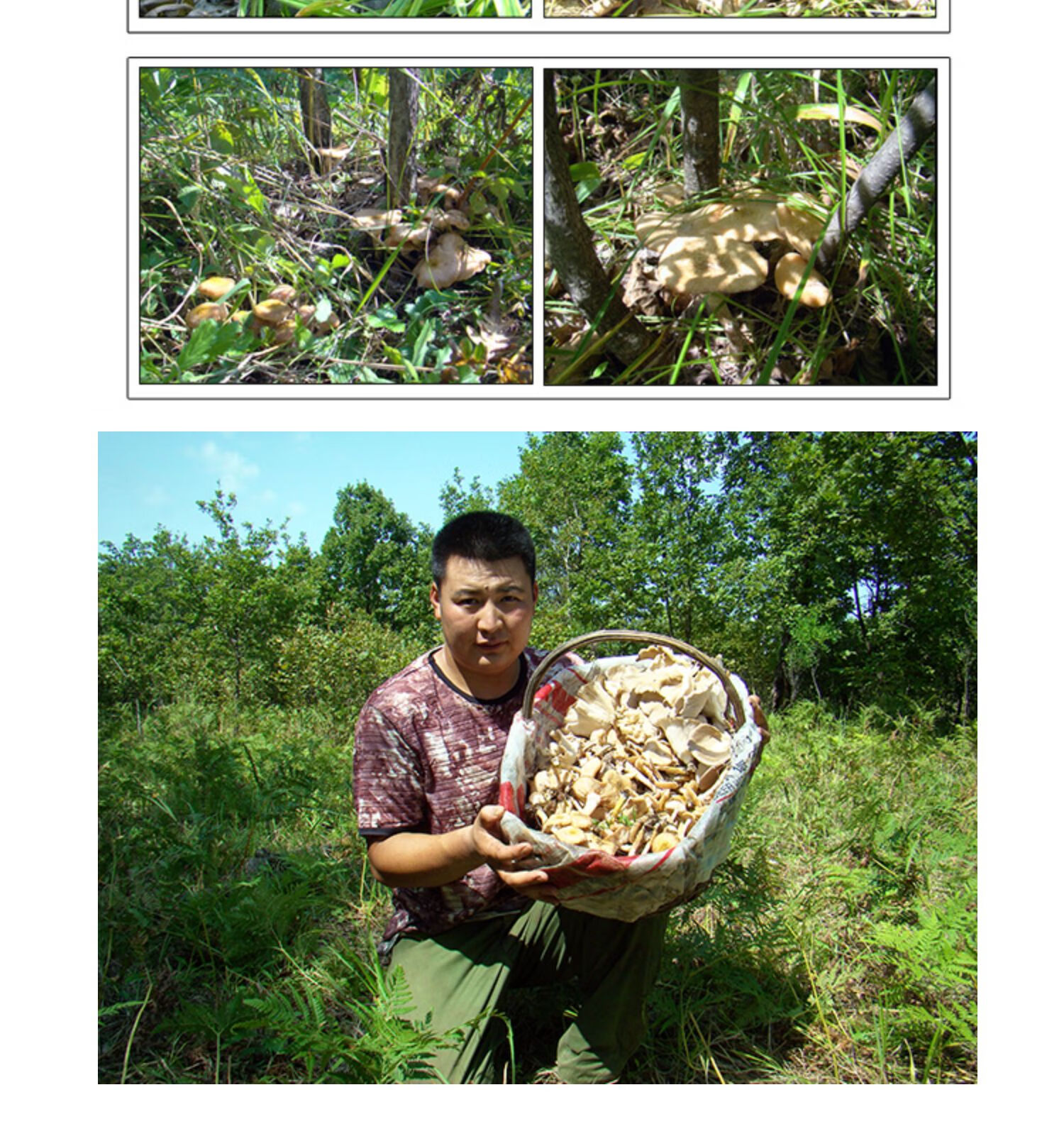 蘑菇东北榛蘑干货500g营养菌菇特产榛蘑菇小蘑菇丁干 250g【图片 价格
