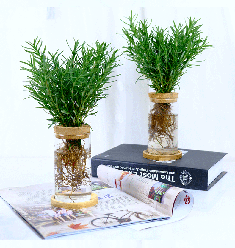 盆栽新鲜用水养水培草苗绿植物纯露花卉粉色螺纹盆小迷迭香1盆含盆