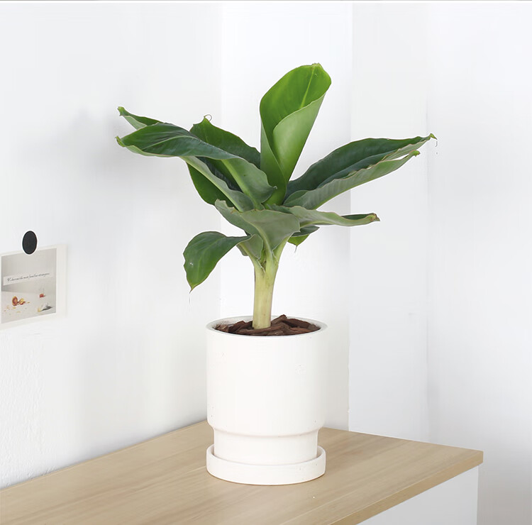 【禁止蕉绿】水果盆栽香蕉树办公室桌面新奇植物室内阳台果树绿植