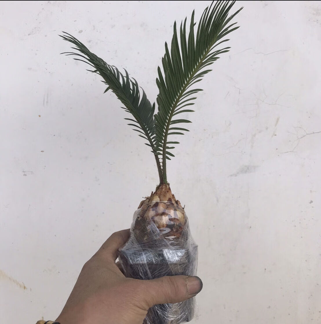 铁树苏铁 精品小品花卉盆栽桌上高档盆景 名贵稀有植物好成活 白磷铁