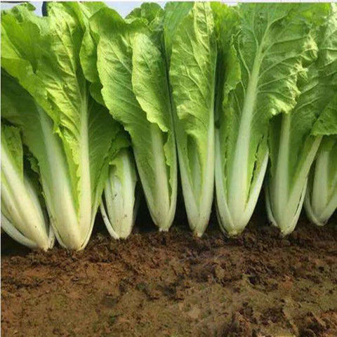 现挖新鲜生菜沙拉菜新鲜奶油小白菜奶白菜小青菜5斤净重生菜纸箱