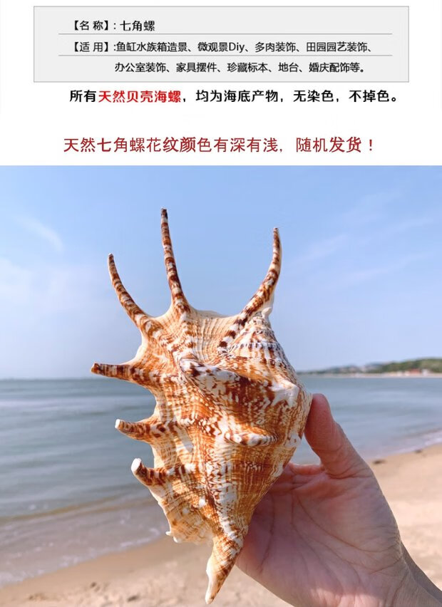 鱼缸造景装饰天然贝壳超大海螺特大七角螺鱼缸装饰品水族造景家居地台