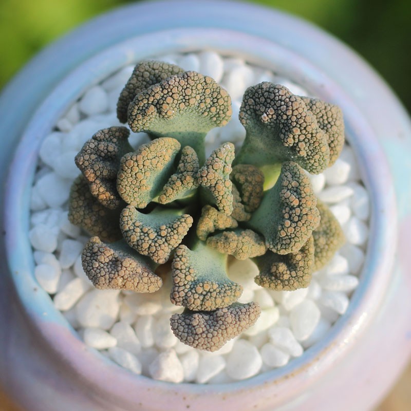 红怒涛丑八怪多肉植物盆栽银边四海波室内好养稀有天女唐扇老桩 红