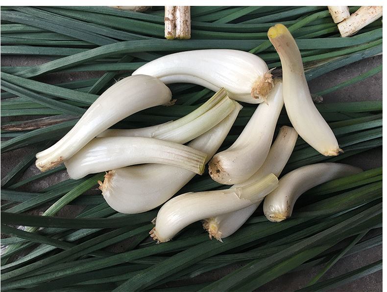 年货精选2021现挖荞头新鲜无叶教头新鲜荞头藠头茭头农家新鲜蔬菜多