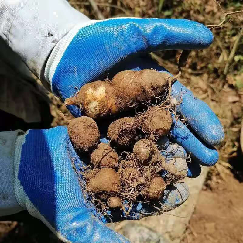 伟博野生三叶青浙江金线吊葫芦中药材三叶青小儿退高烧丝线吊金钟