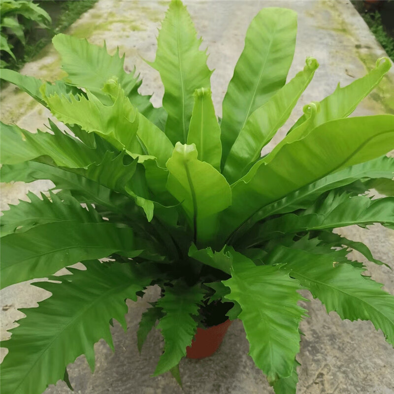 进口维纳斯蕨耐寒热能过冬的蕨类植物盆栽内室吸甲醛净化空气 蕾丝蕨