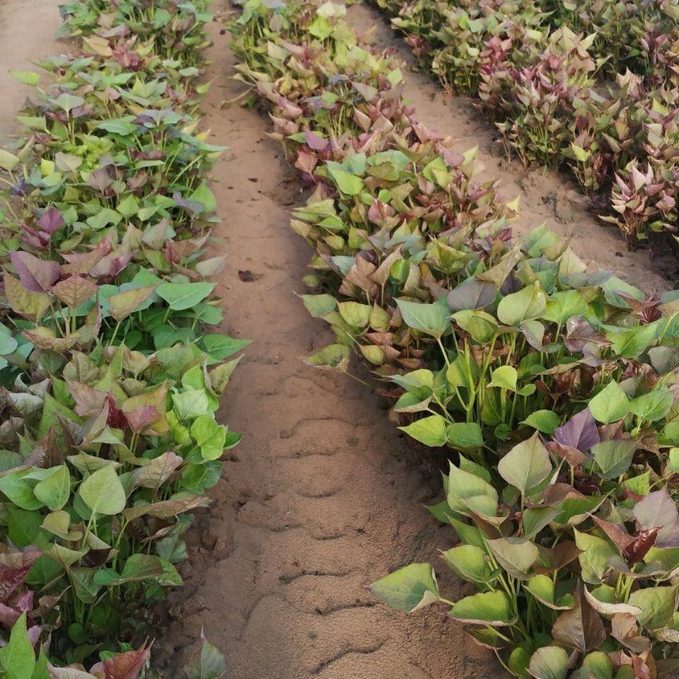 耶仔山东红薯苗高产蜜薯苗烟薯25种子紫薯苗板栗番薯苗西瓜红苗批发高