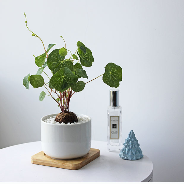 德骊嘉夏洛特花园招财龟山乌龟室内好养奇趣植物圆叶爬藤网红绿植小白