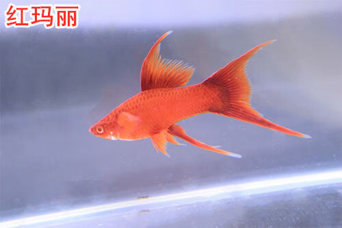 drontal 燕尾红玛丽凤尾红剑鱼红箭鱼中小型淡水热带鱼胎生鱼活体包损