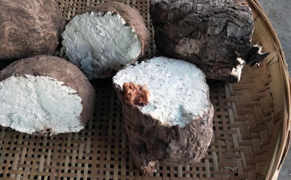 整个茯苓白茯苓带皮湿茯苓中药材湿气茯苓块绿健园6斤新鲜茯苓3000克