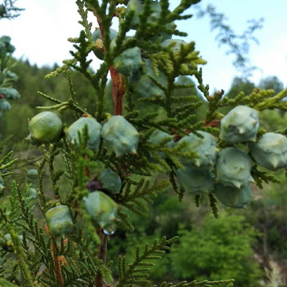 新鲜侧柏树果实侧柏树籽果壳叶子乌发护发枕头鲜果柏子香伟博精剪鲜