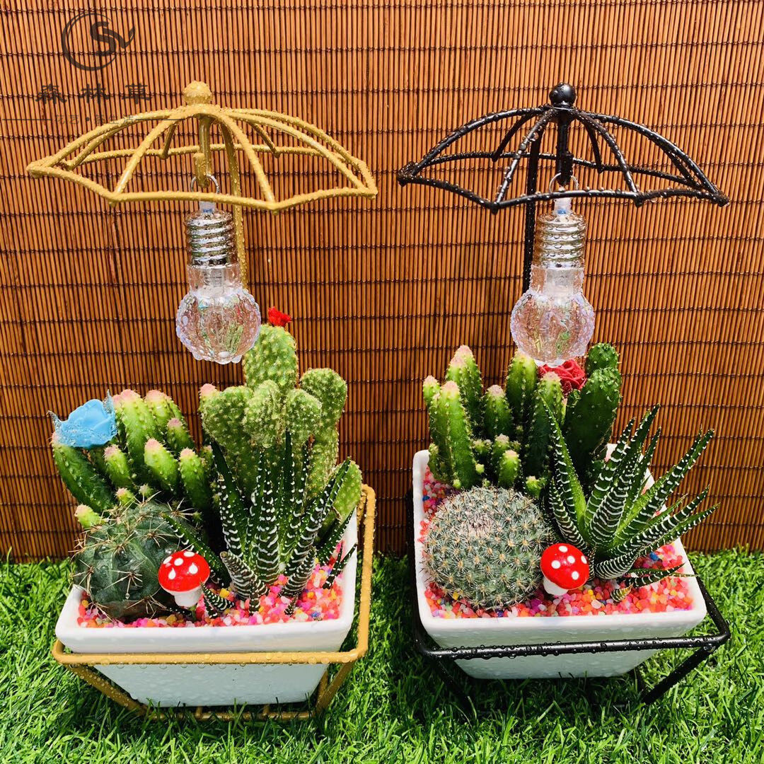 轻奢涞思芊欧式铁艺花架仙人掌小盆栽组合卧室办公室防辐射植物基地