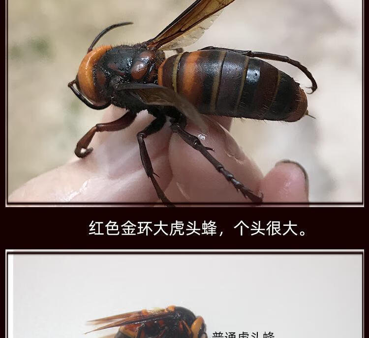 伟博地龙蜂活蜂现泡现发大红头蜂比金环大虎头蜂大马蜂胡蜂大黑蜂红娘