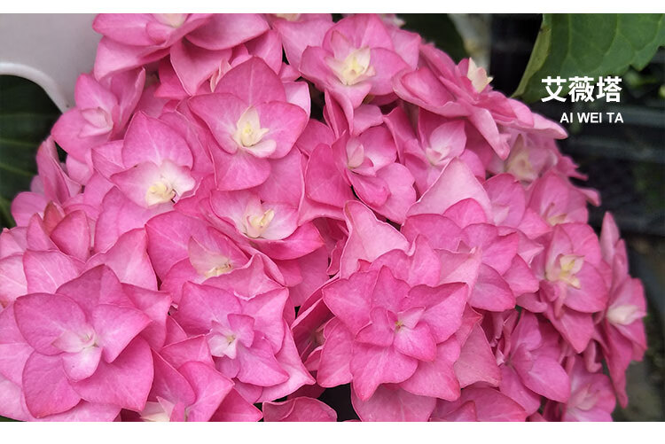 万华镜纱织小姐惠子摇摆乐太阳神殿卡米拉艾薇塔大花绣球八仙花艾薇塔