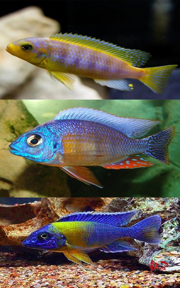 三湖慈鲷活体热带观赏鱼马鲷岩栖布隆迪六间热带观赏鱼淡水宠物鱼 4