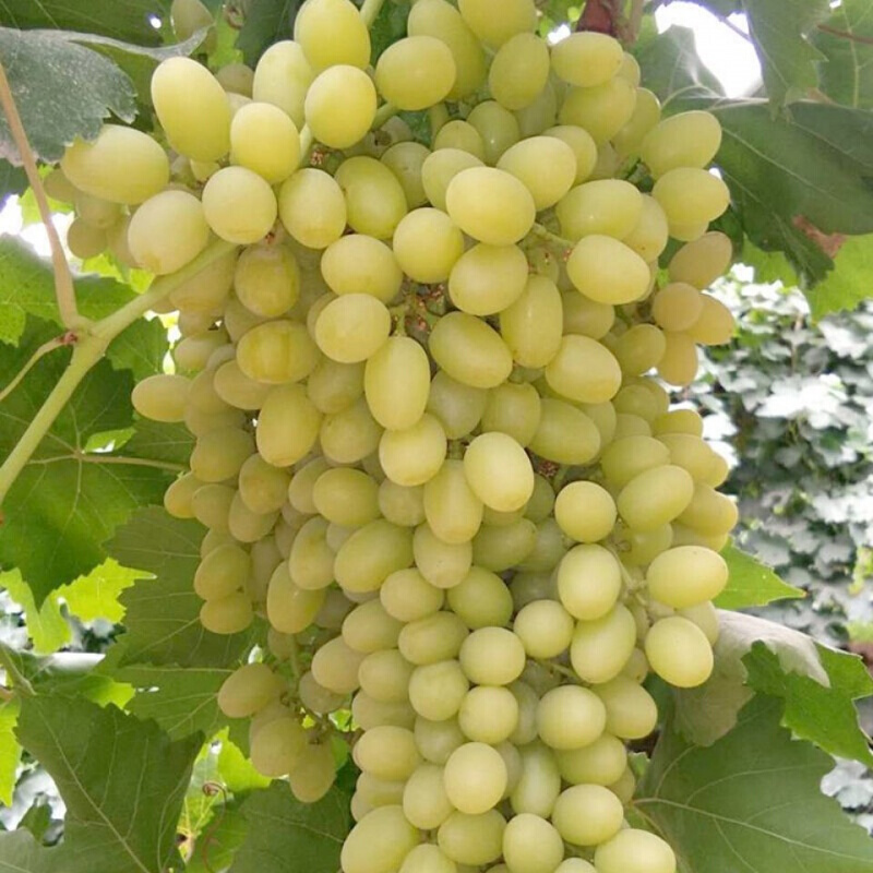 吐鲁番马奶白鸡心清甜马奶子葡萄整箱一箱5斤 玻璃翠葡萄5斤【图片
