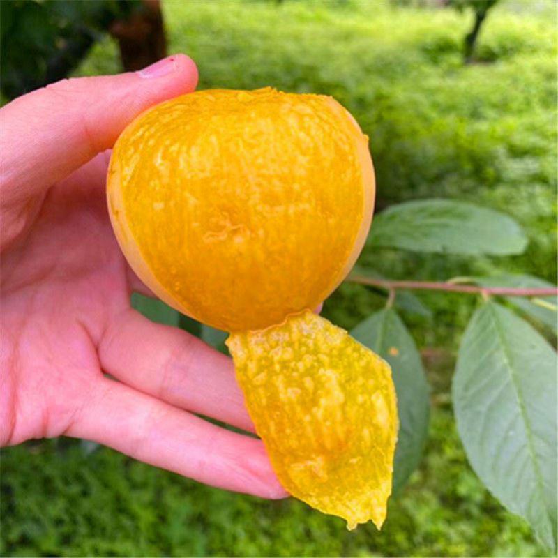 黄金奈李苗南方李子果树苗嫁接李子树苗地栽果树苗当年结果8年苗限量