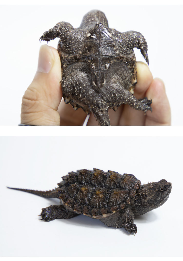 鳄龟苗凶猛鳄龟宠物 纯佛鳄龟 原种爆刺鳄龟北美杂佛情侣龟 【免费礼