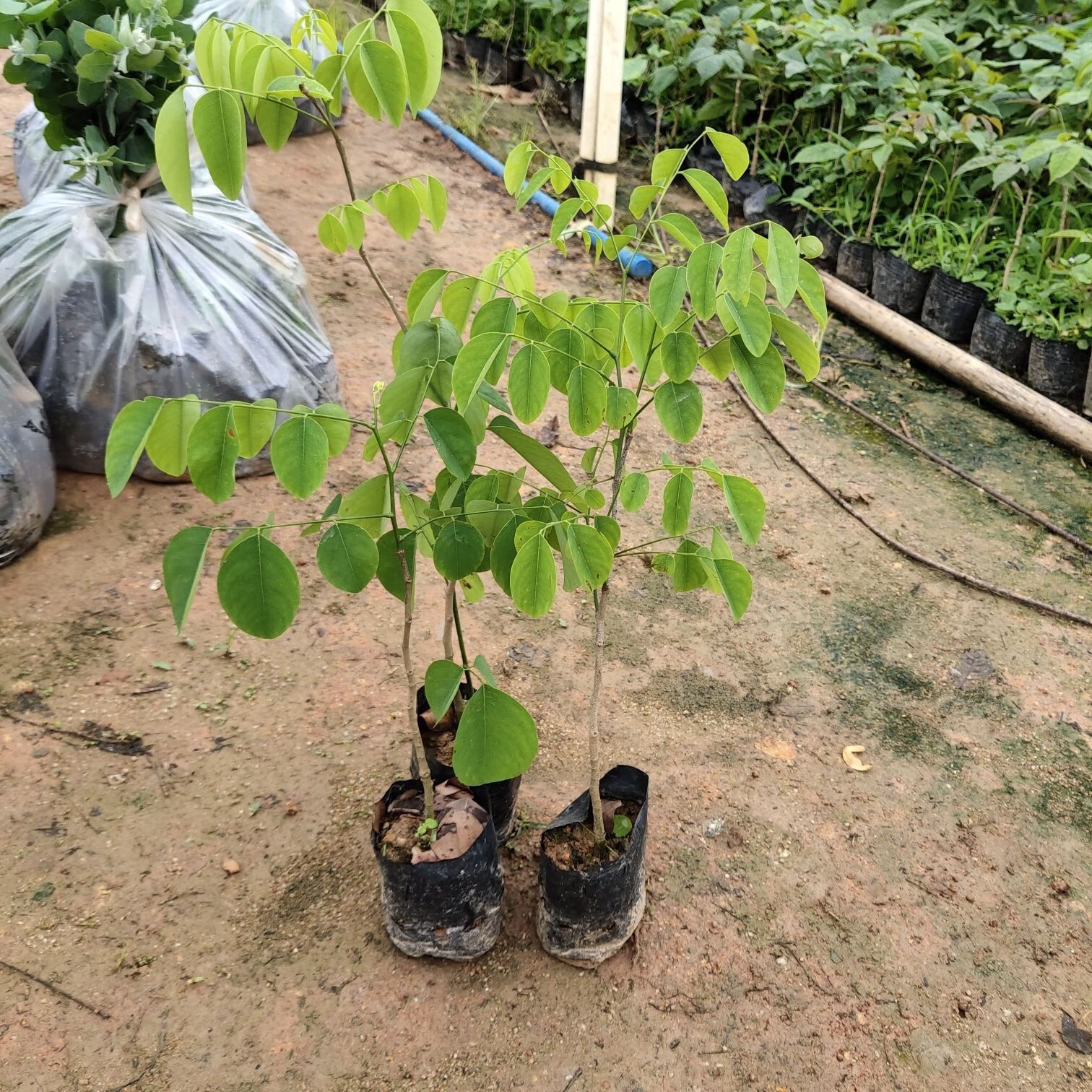 名贵珍稀树苗老挝大红酸枝苗交趾黄檀树苗酸枝木苗苗木庭院树苗 70一