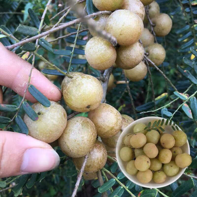 新鮮採摘油甘果餘甘果牛甘果赤皮油甘果滇橄欖果餘甘子水果更多參數>>