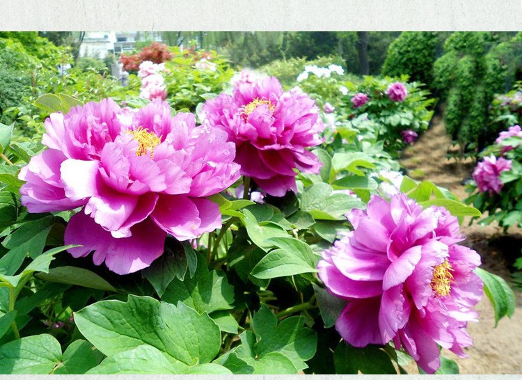 零空間牡丹花苗庭院綠植花卉牡丹花苗盆栽牡丹苗秋冬室內陽臺種植河南