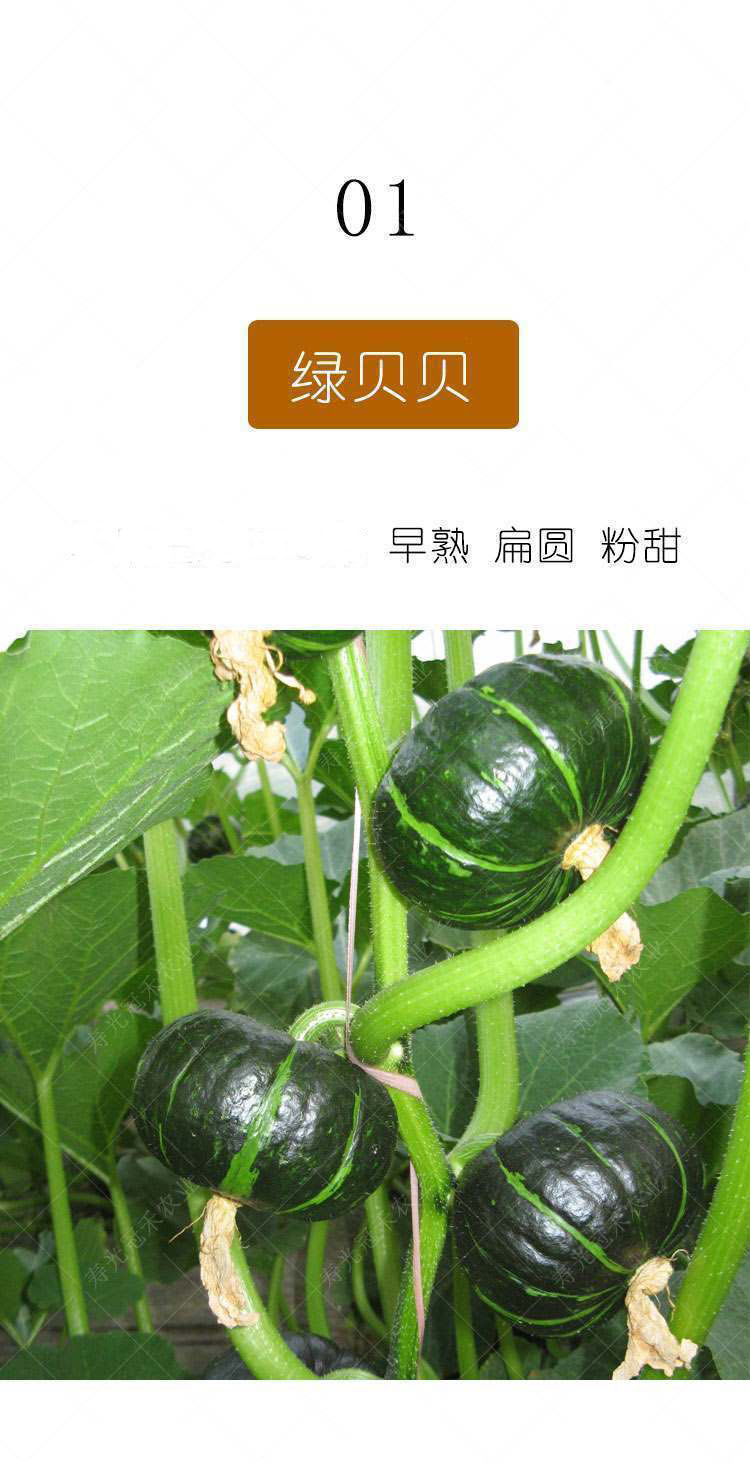 高产绿贝贝南瓜种子日本板栗小南瓜新品种甜面香糯春秋播蔬菜种子绿