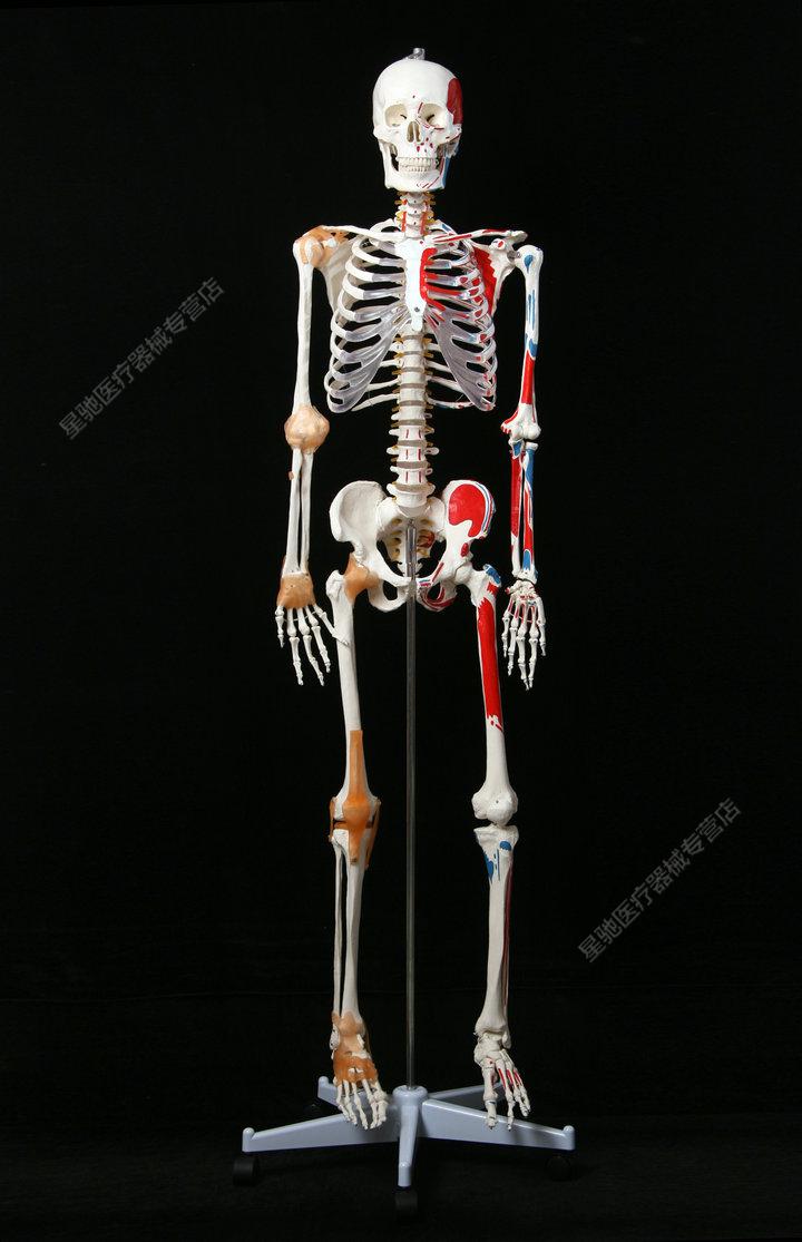 品牌优选医学170cm180人体全身骨骼模型骷髅骨架标本脊柱 170骨骼无