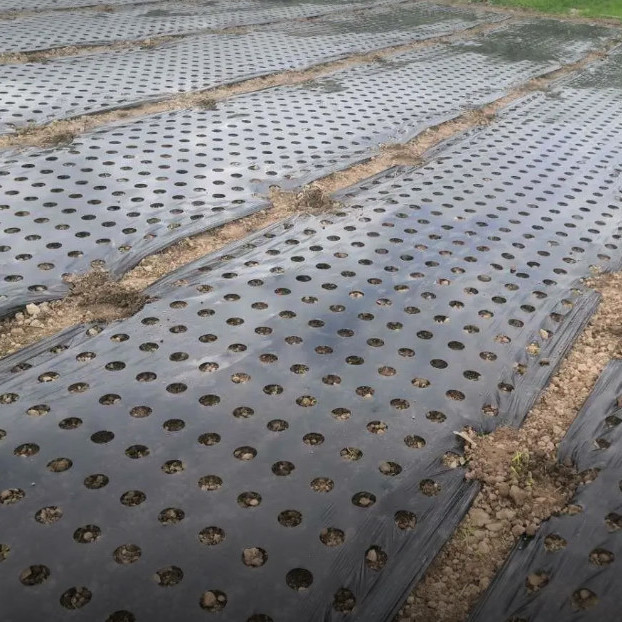 麦桑荷葱膜带孔地膜黑膜银黑膜8孔12孔小葱孔膜蔬菜膜打孔地膜黑膜15