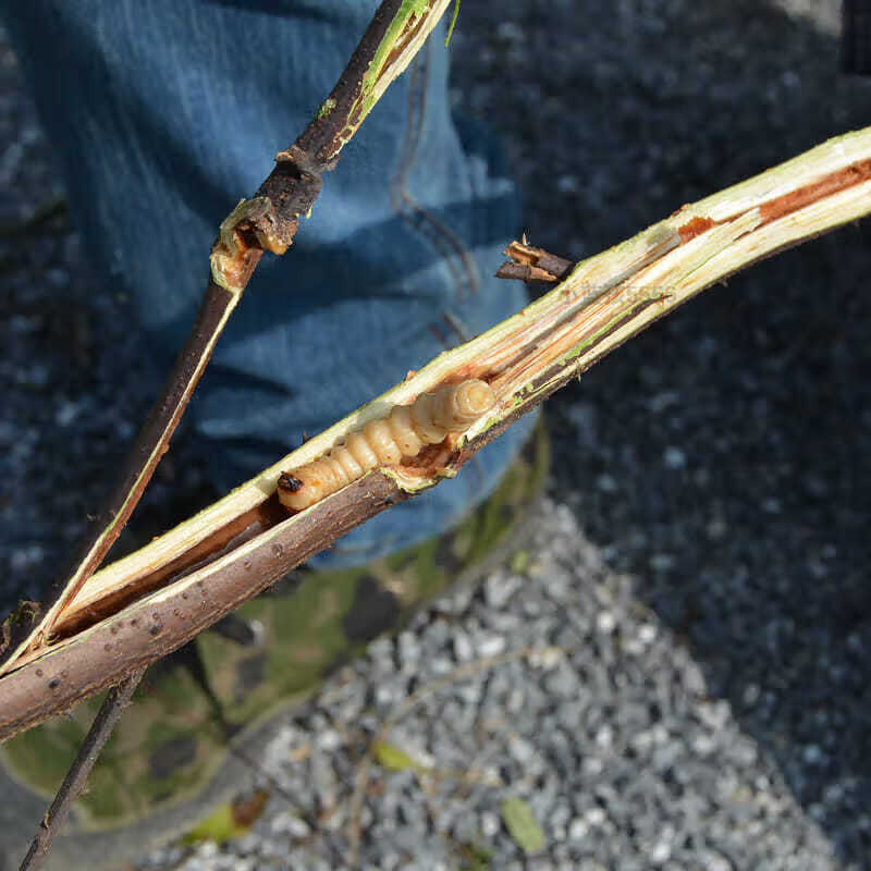 伟博伟博浙江斗米虫鸟不踏刺虫黄寮刺虫云实蛀虫代烤买5条5条活虫