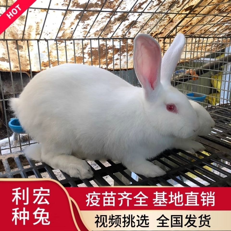 孕兔成年种兔活体大型肉兔比利时种兔新西兰肉兔包繁殖包健康 雪山