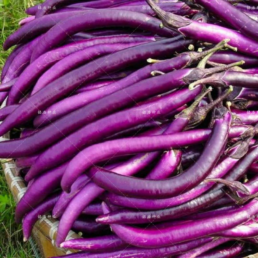 杭茄一号长茄种子早熟春秋四季露天栽培皮色紫红茄子一号高产抗病杭茄