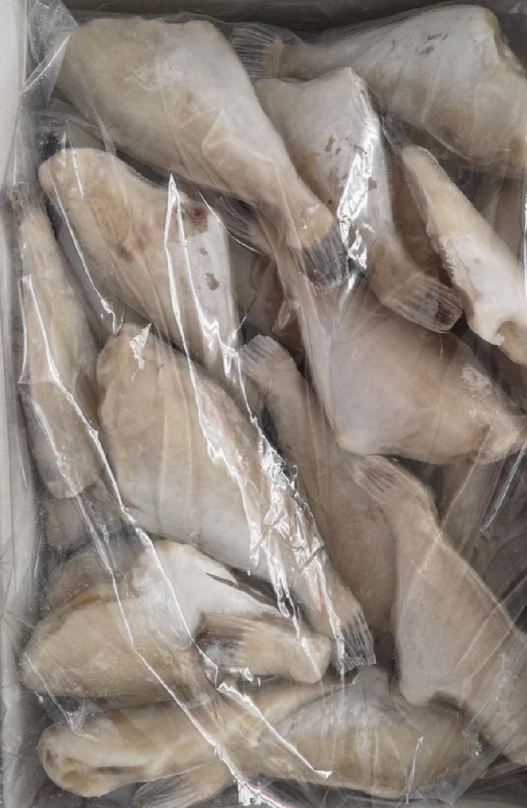 大中小号深海扒皮鱼1袋重5斤黑尾单冻剥皮马面耗儿鱼新鲜冷冻包冰小号