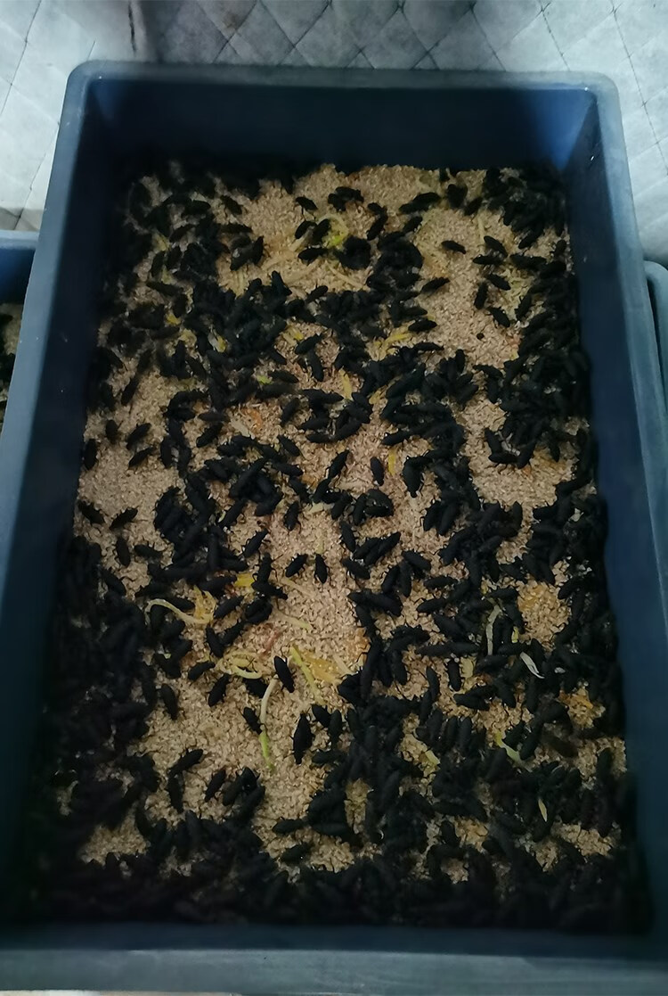 大麦虫母虫繁殖虫甲壳虫鲜活蛋白虫活体面包虫可繁衍幼虫 1斤装4-6cm