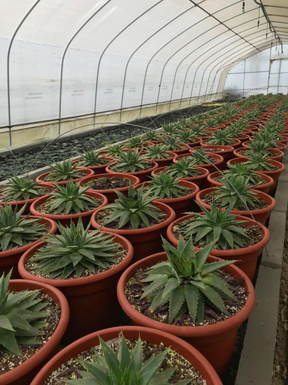 芦荟女王螺旋女王芦荟一物一拍旋转芦荟女王室内阳台绿植虎雀a17号