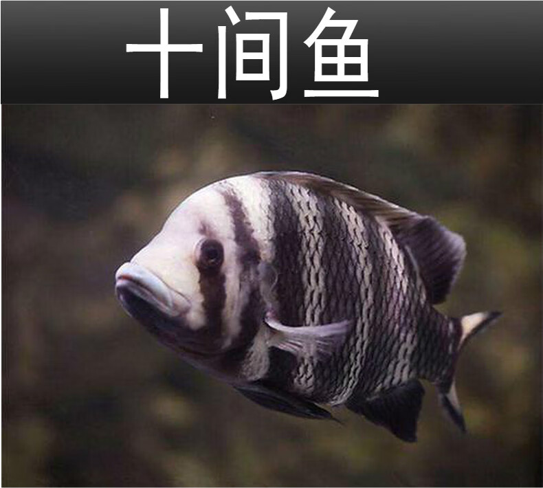 族萃十间鱼非洲热带观赏鱼龙鱼配鱼坦鲷马鲷鱼苗活体包活十间鱼1012