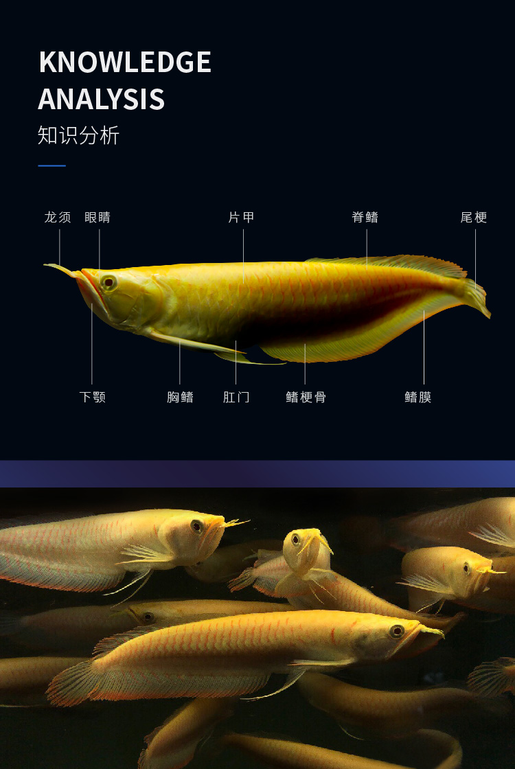 星马泰印尼黄化白子银龙鱼红眼金龙鱼红龙鱼龙鱼观赏鱼活体银龙过背龙