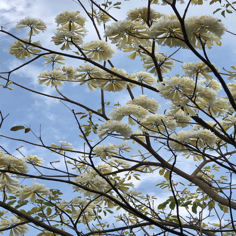 黃花風鈴木樹苗盆栽花苗別墅庭院地栽開花樹風景樹綠化種植物 紫花:80